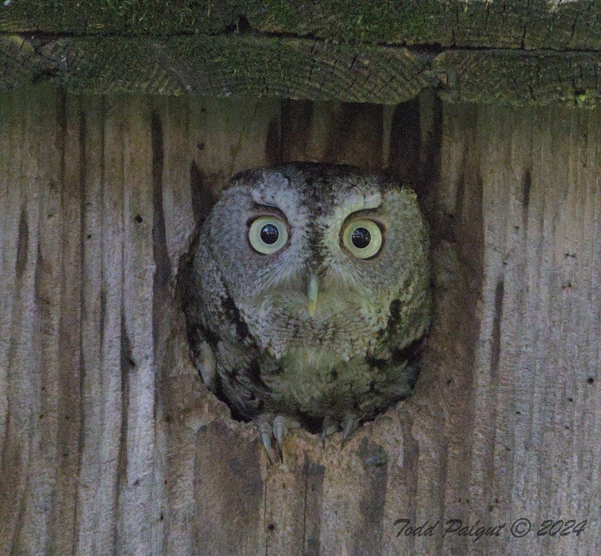 Eastern Screech-Owl - t palgut