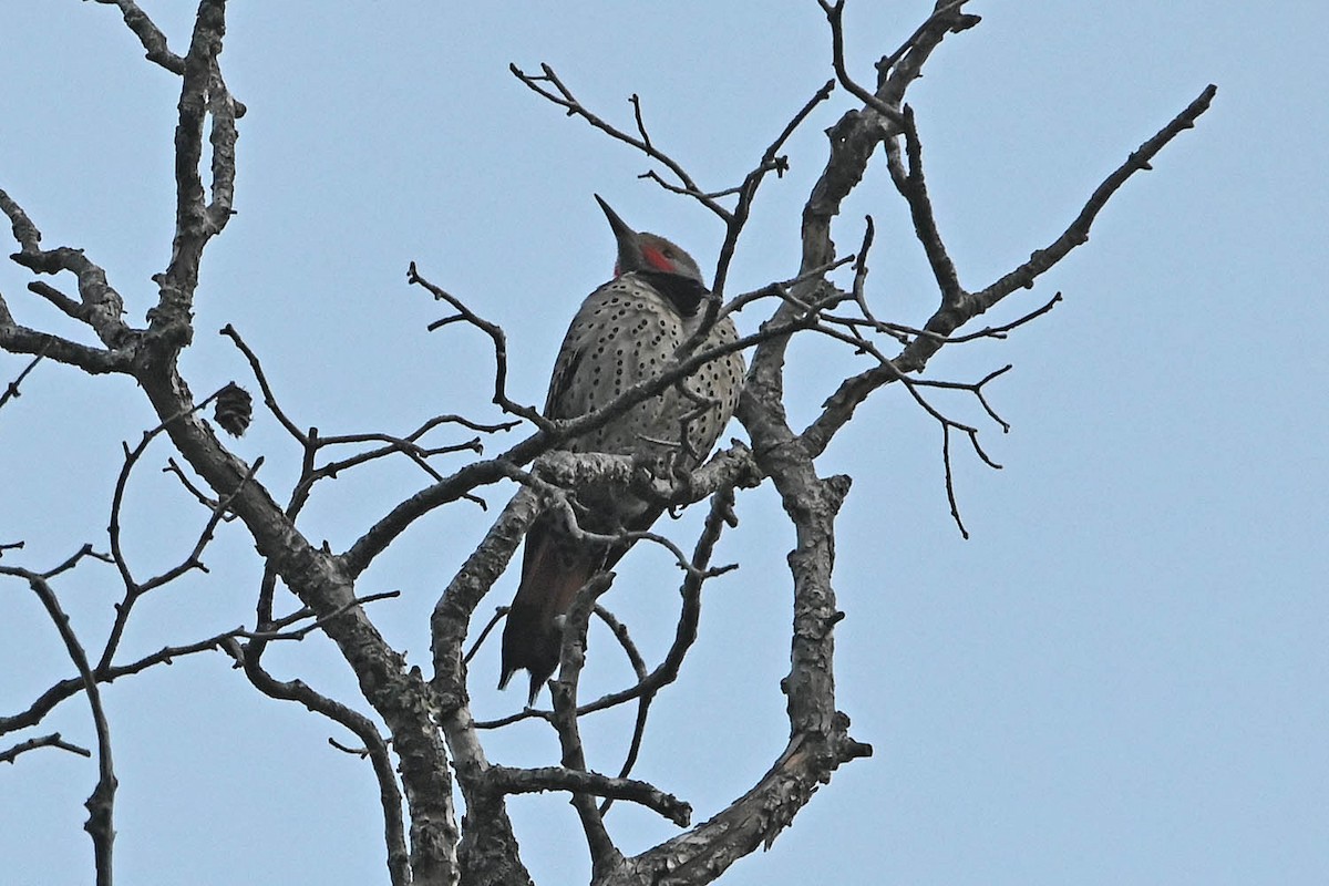 Northern Flicker (Red-shafted) - Troy Hibbitts
