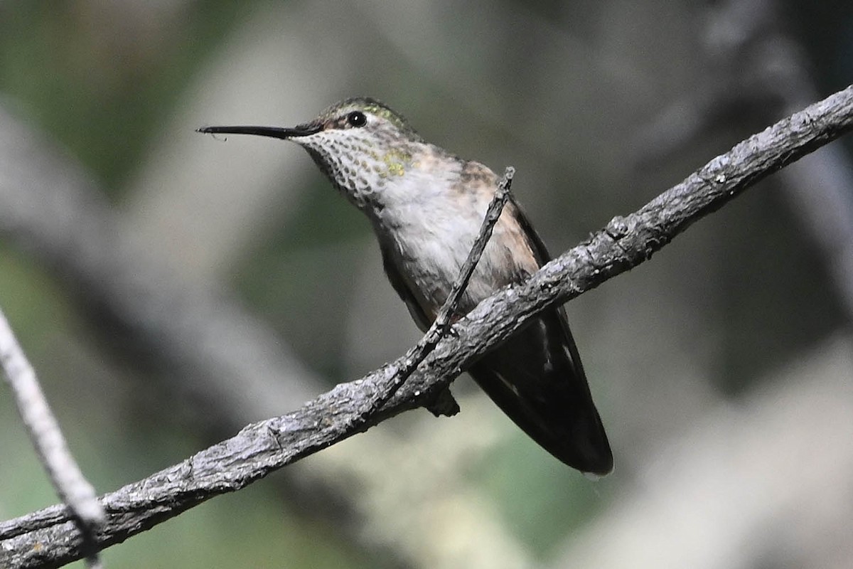 Broad-tailed Hummingbird - Troy Hibbitts