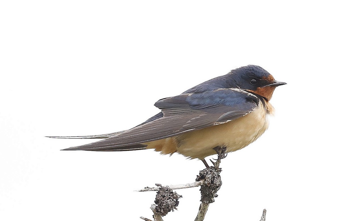 Barn Swallow - ML619415797