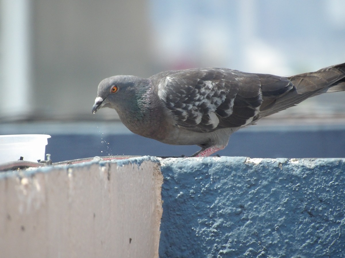 Rock Pigeon (Feral Pigeon) - Marcelo Gutierrez