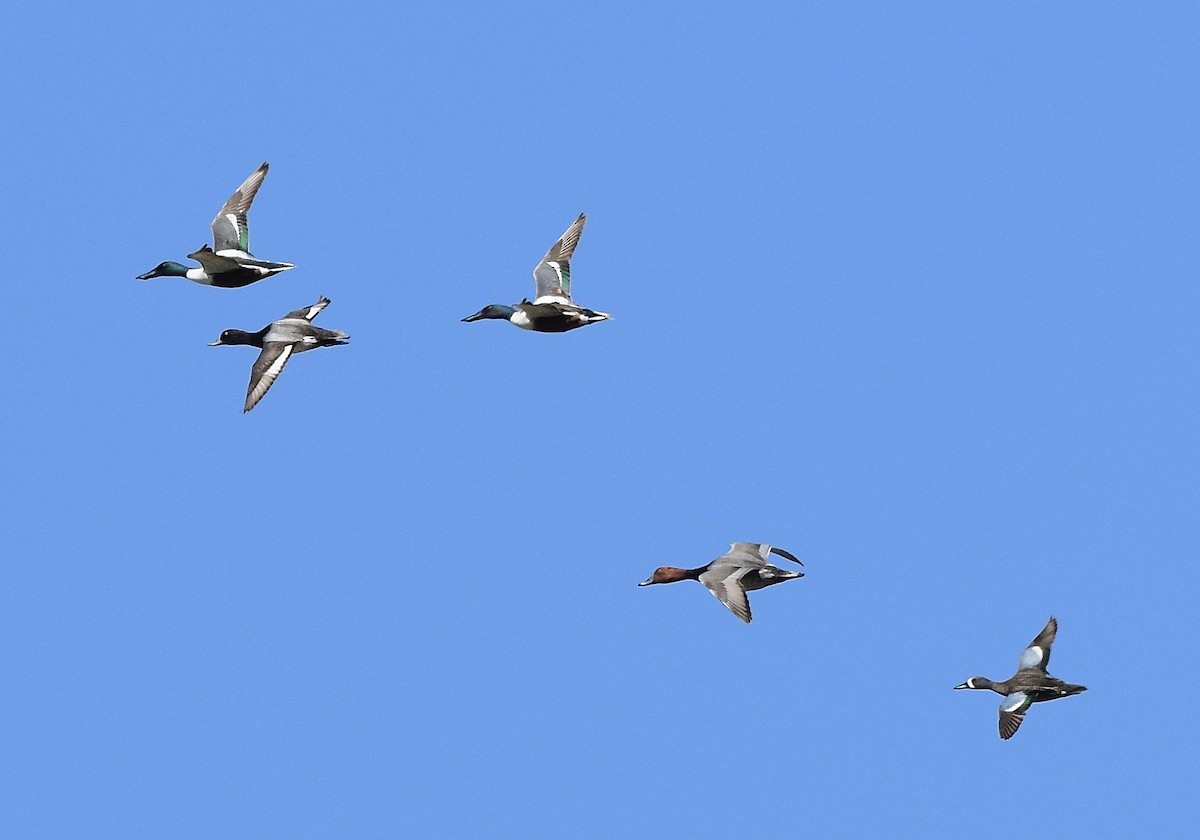 Greater Scaup - Norman Eshoo