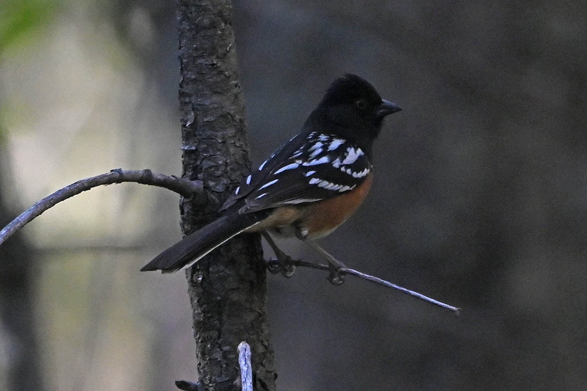 Spotted Towhee - Troy Hibbitts