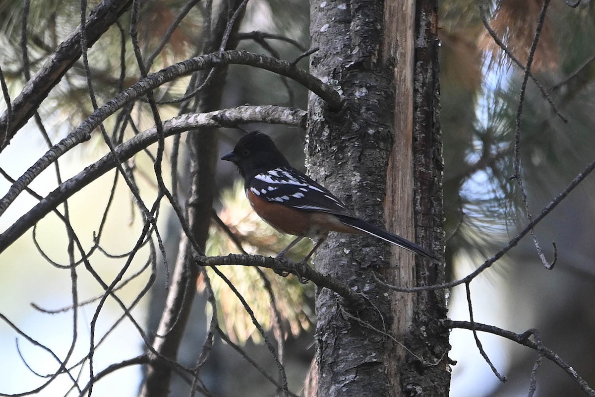 Spotted Towhee - ML619415815
