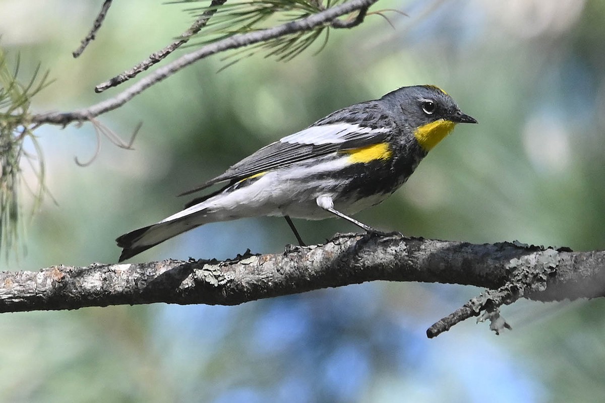 Yellow-rumped Warbler (Audubon's) - Troy Hibbitts