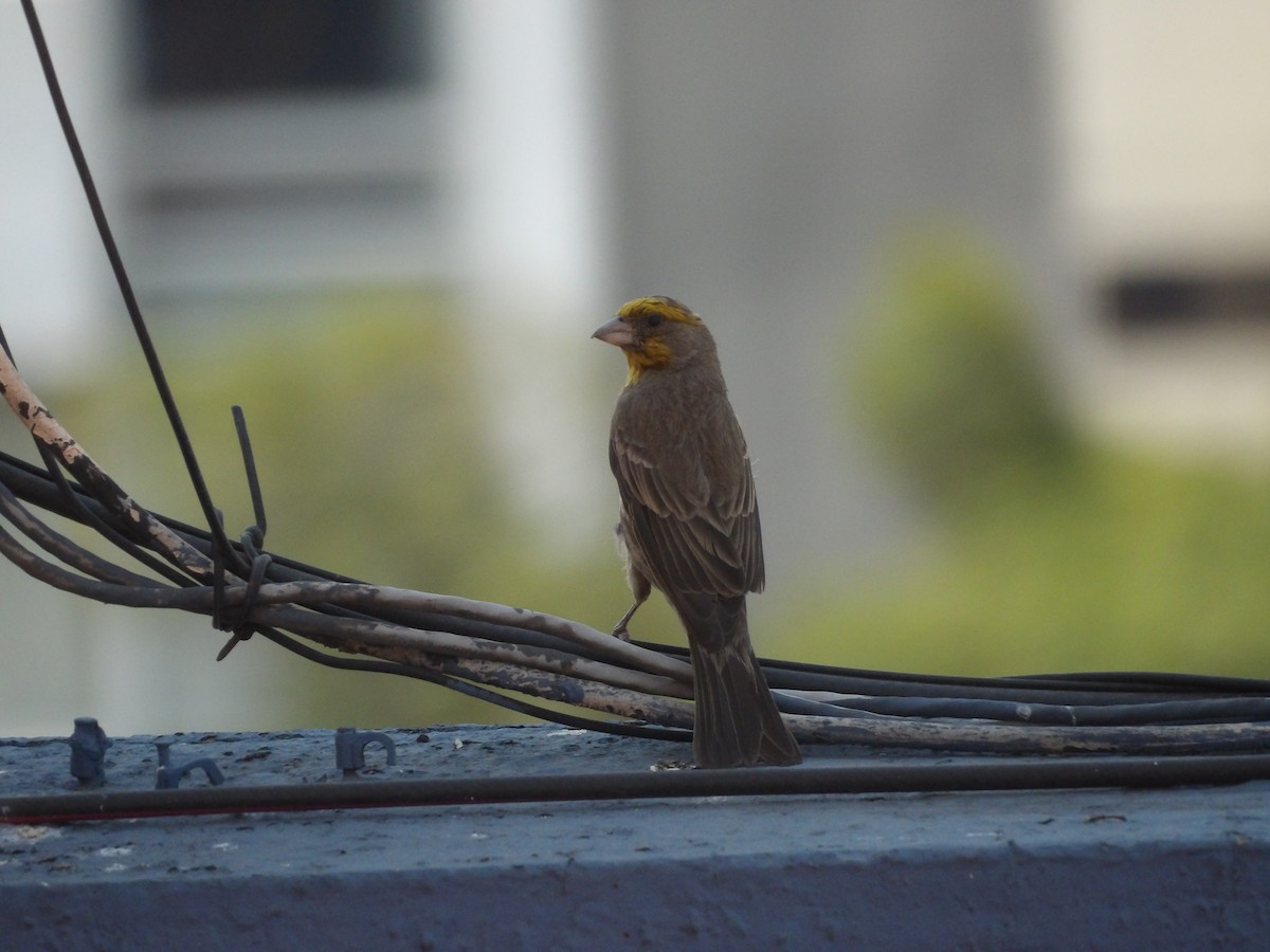 House Finch - Marcelo Gutierrez