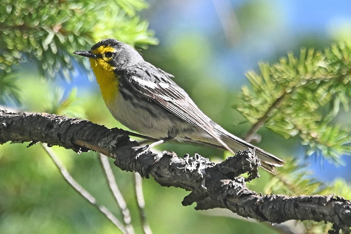 Grace's Warbler - Troy Hibbitts