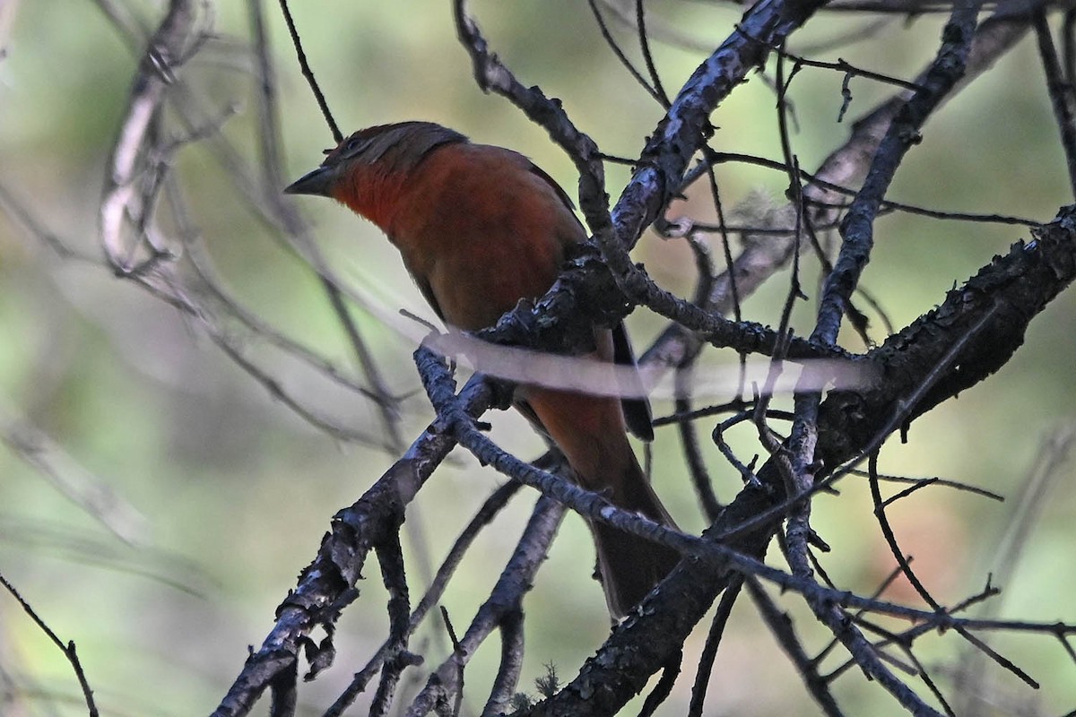 Hepatic Tanager - Troy Hibbitts