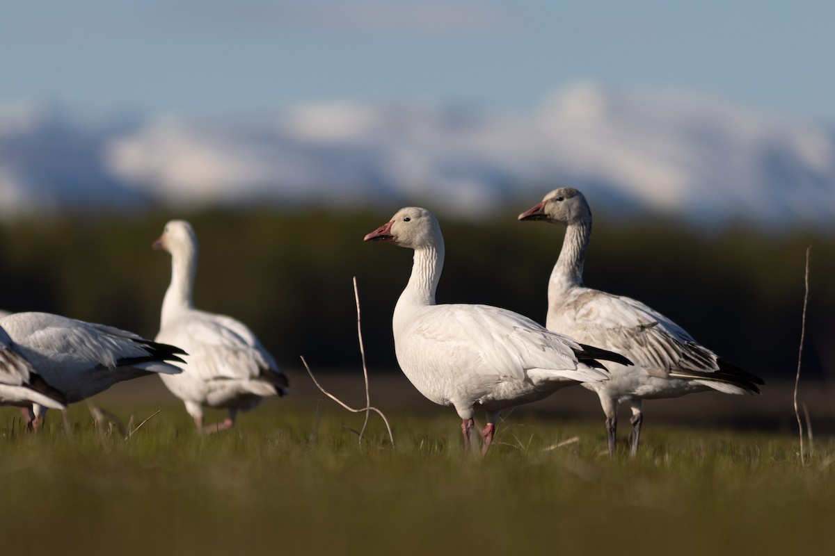 Snow Goose - ML619415838