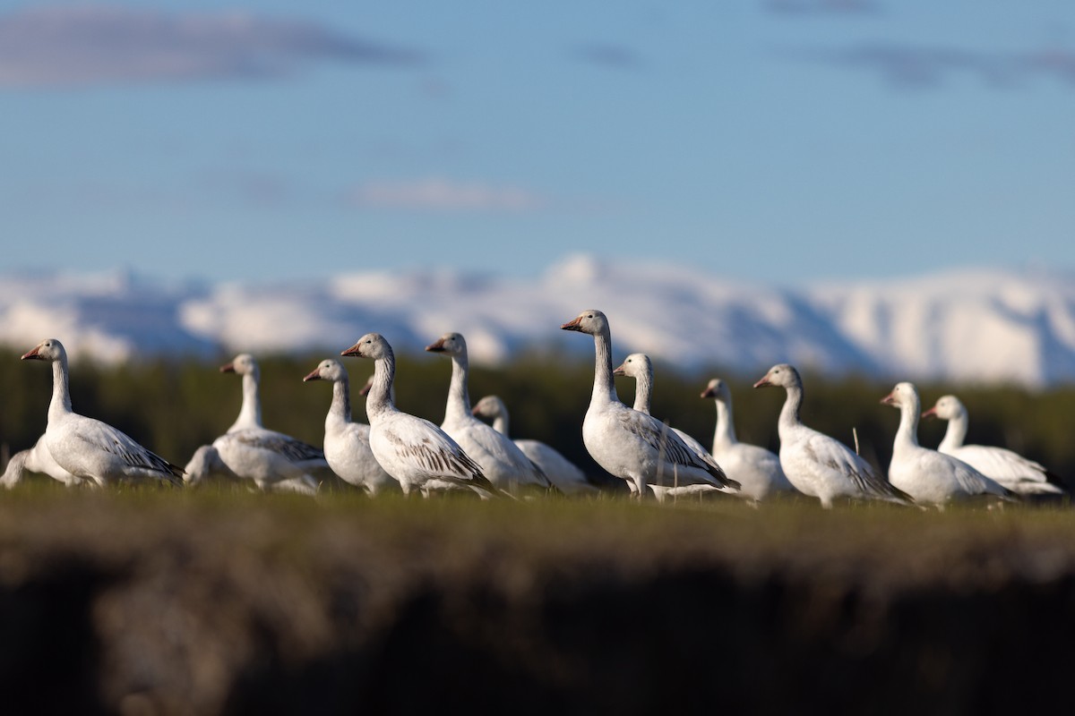 Snow Goose - Justin Saunders