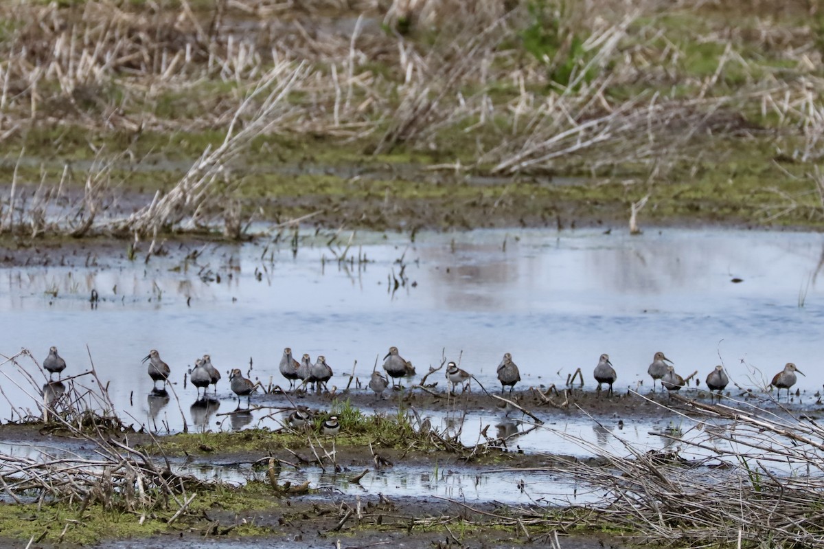 Dunlin - Gina Foster