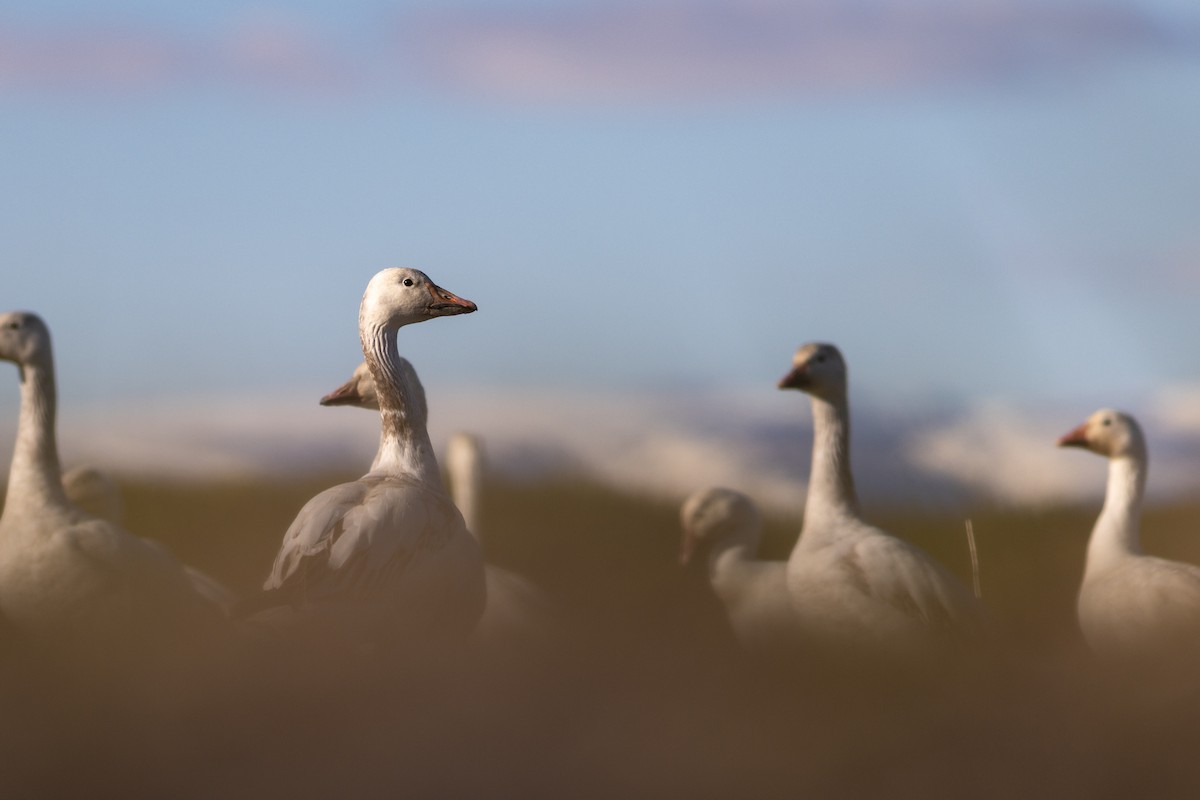 Snow Goose - ML619415854