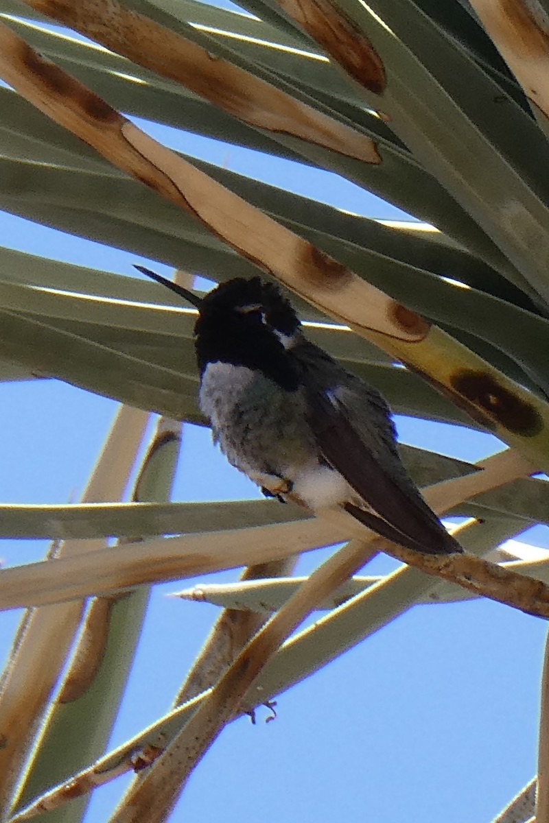 Costa's Hummingbird - K K