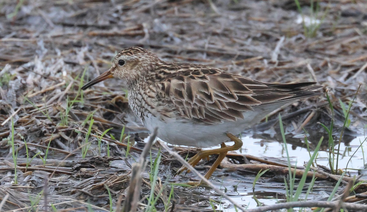 Pectoral Sandpiper - ML619415861