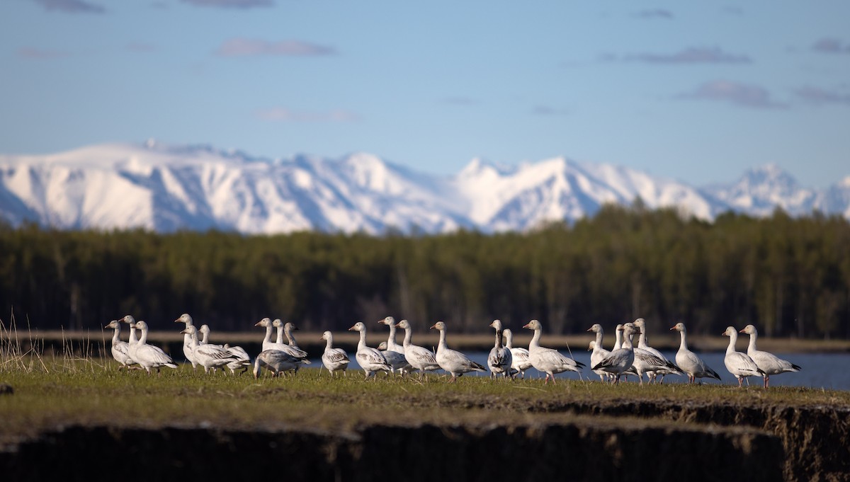 Snow Goose - Justin Saunders