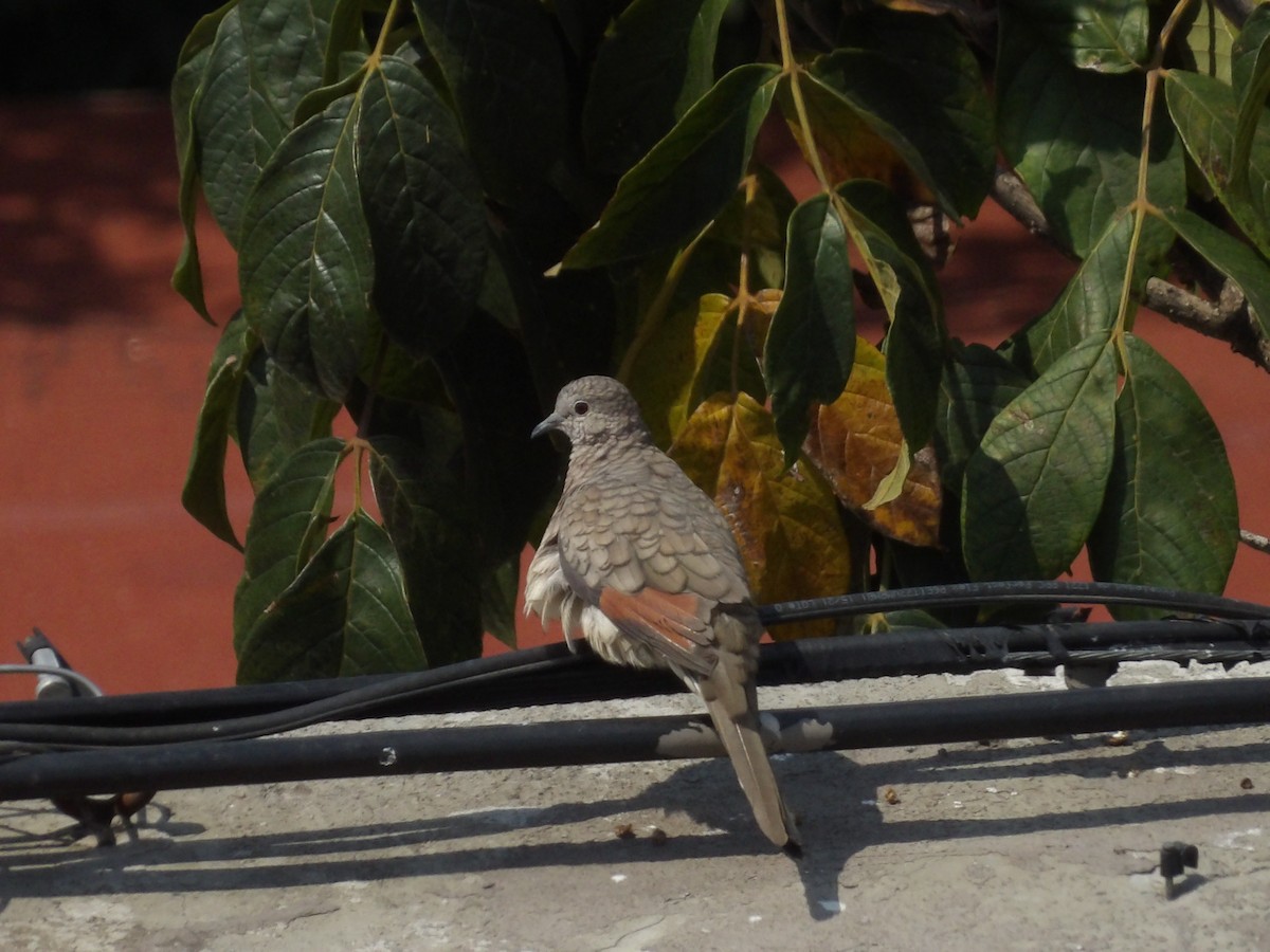 Inca Dove - Marcelo Gutierrez