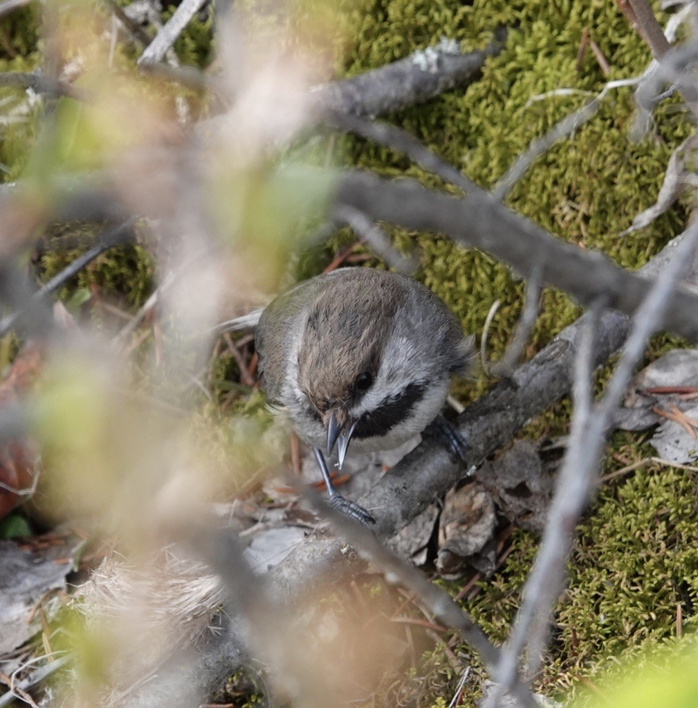 Mésange à tête brune - ML619415866