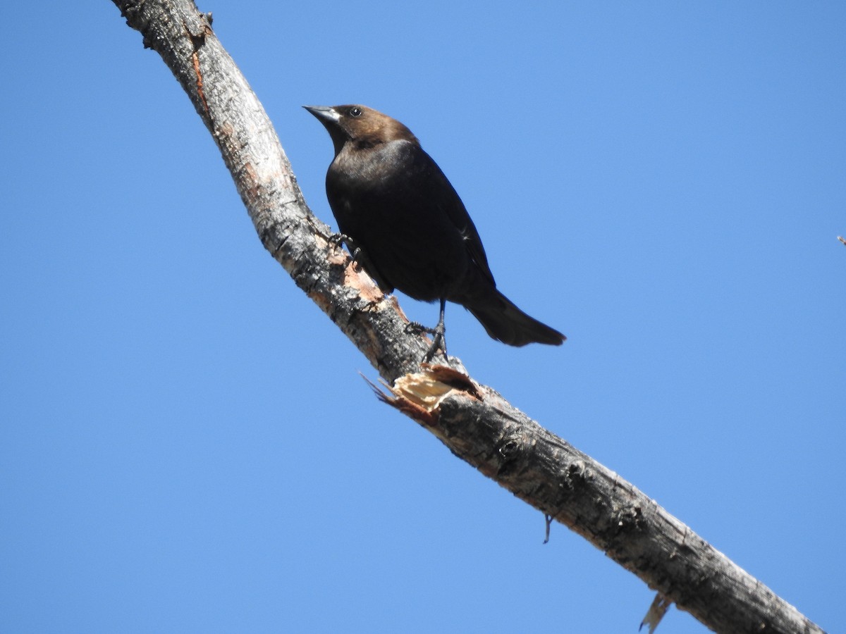 Brown-headed Cowbird - Victoria Vosburg