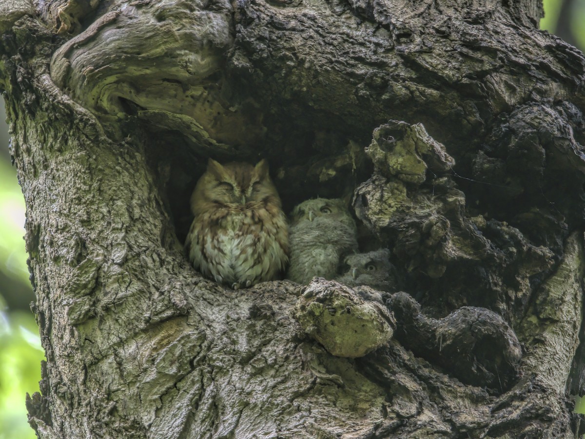 Eastern Screech-Owl - Justin Kolakowski