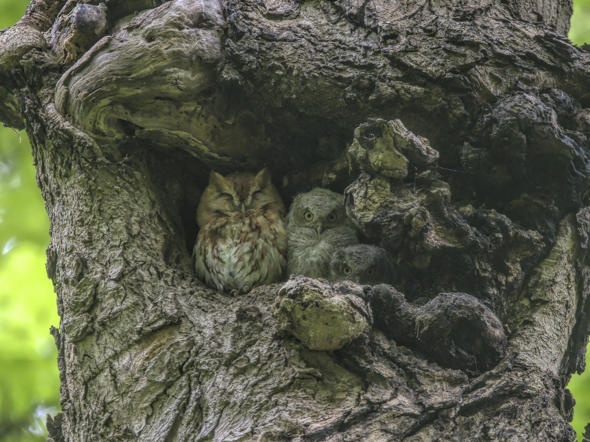 Eastern Screech-Owl - Justin Kolakowski