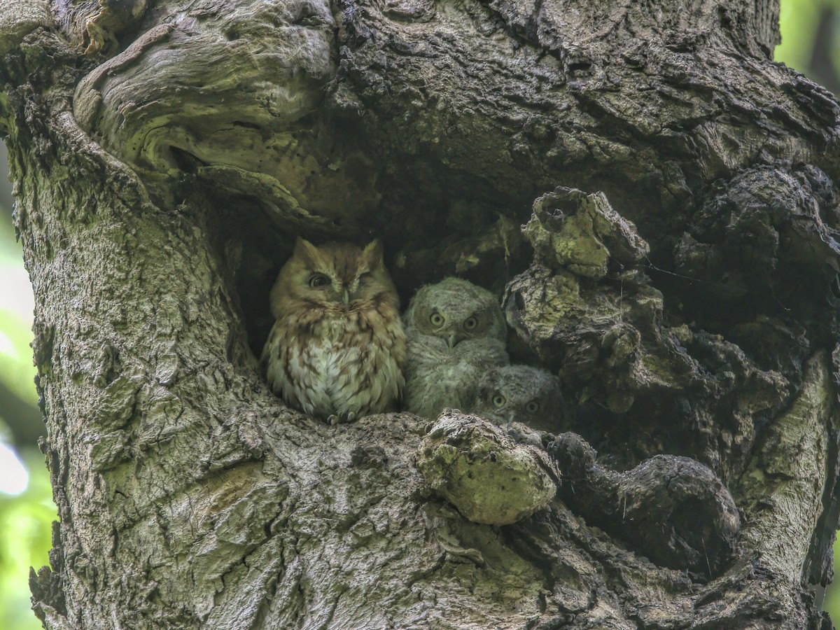 Eastern Screech-Owl - Justin Kolakowski