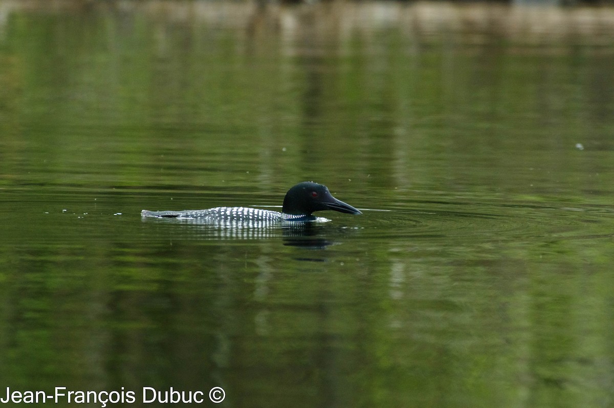 Common Loon - ML619415883