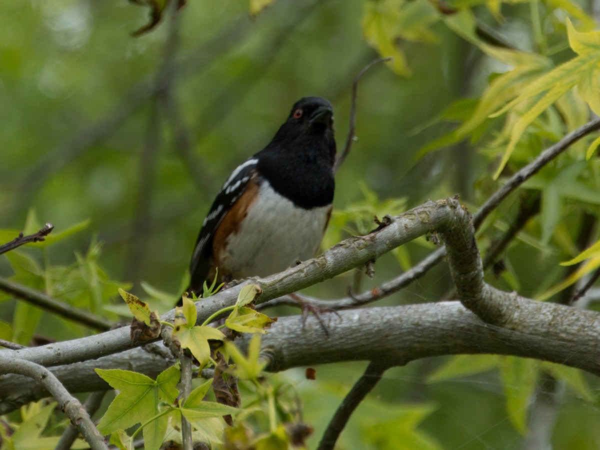 Spotted Towhee - ML619415890