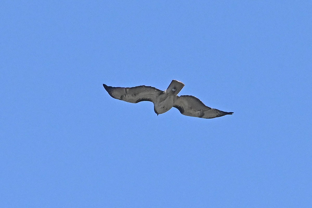Red-tailed Hawk - ML619415891