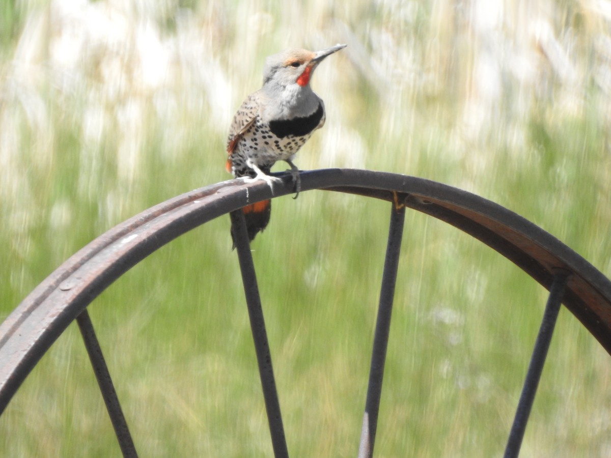 Northern Flicker - Victoria Vosburg