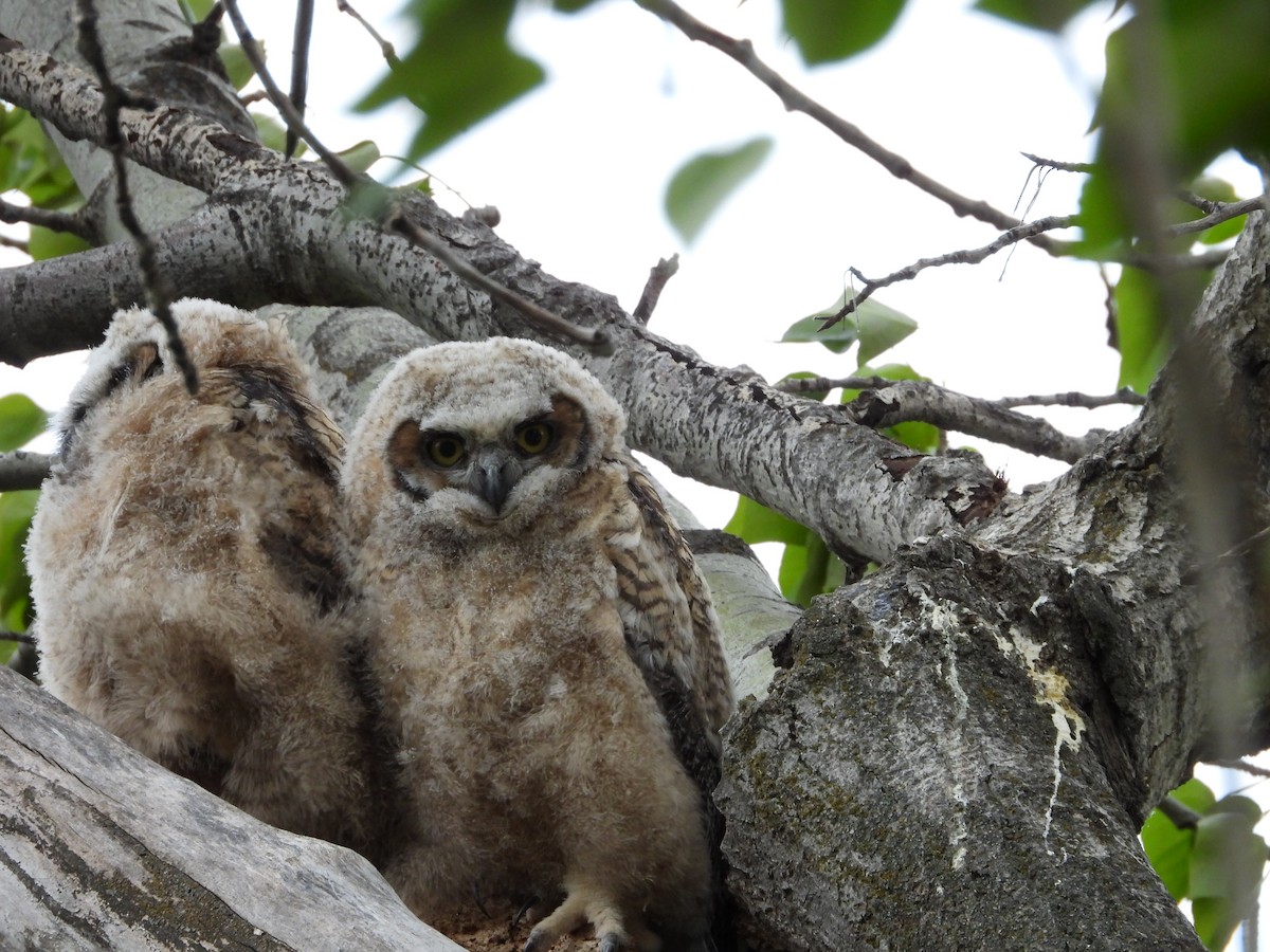 Great Horned Owl - ML619415893