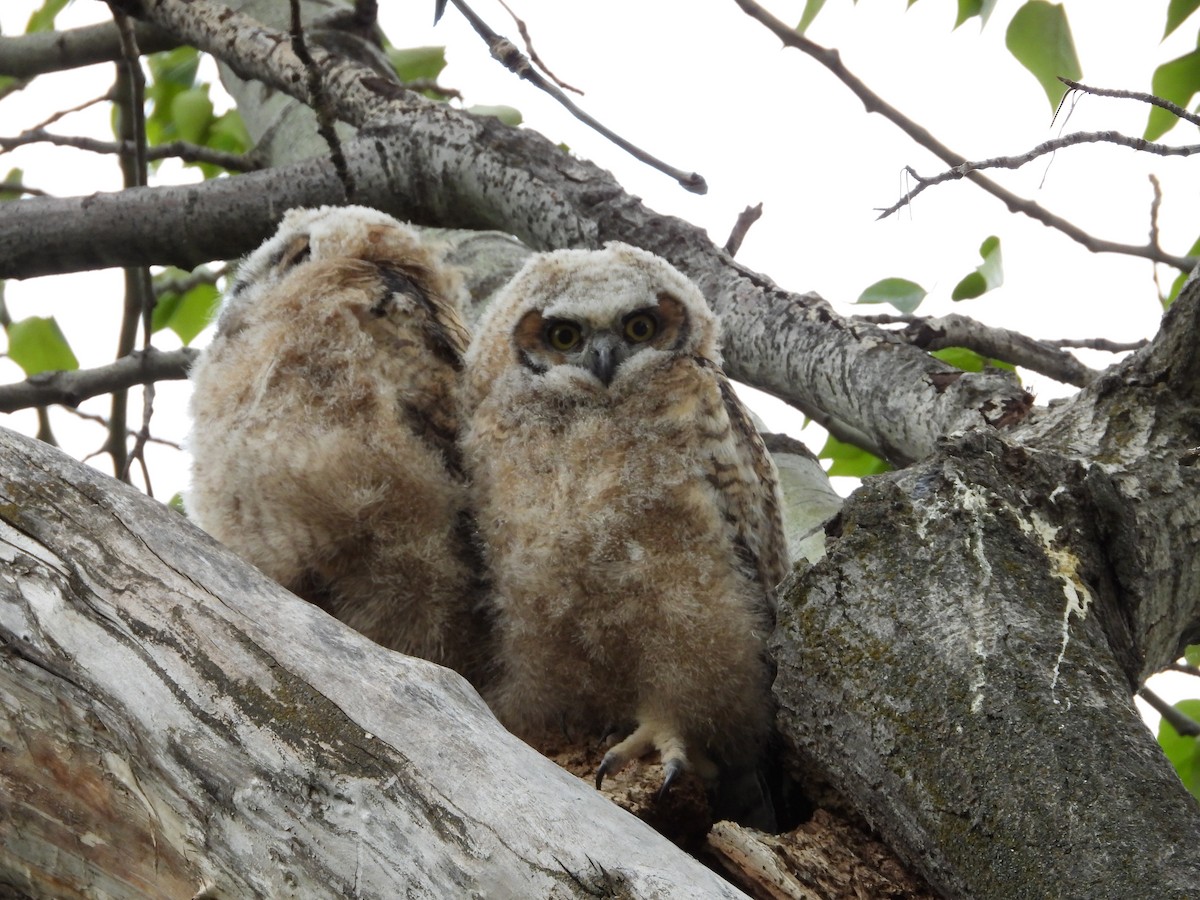 Great Horned Owl - Maura Powers