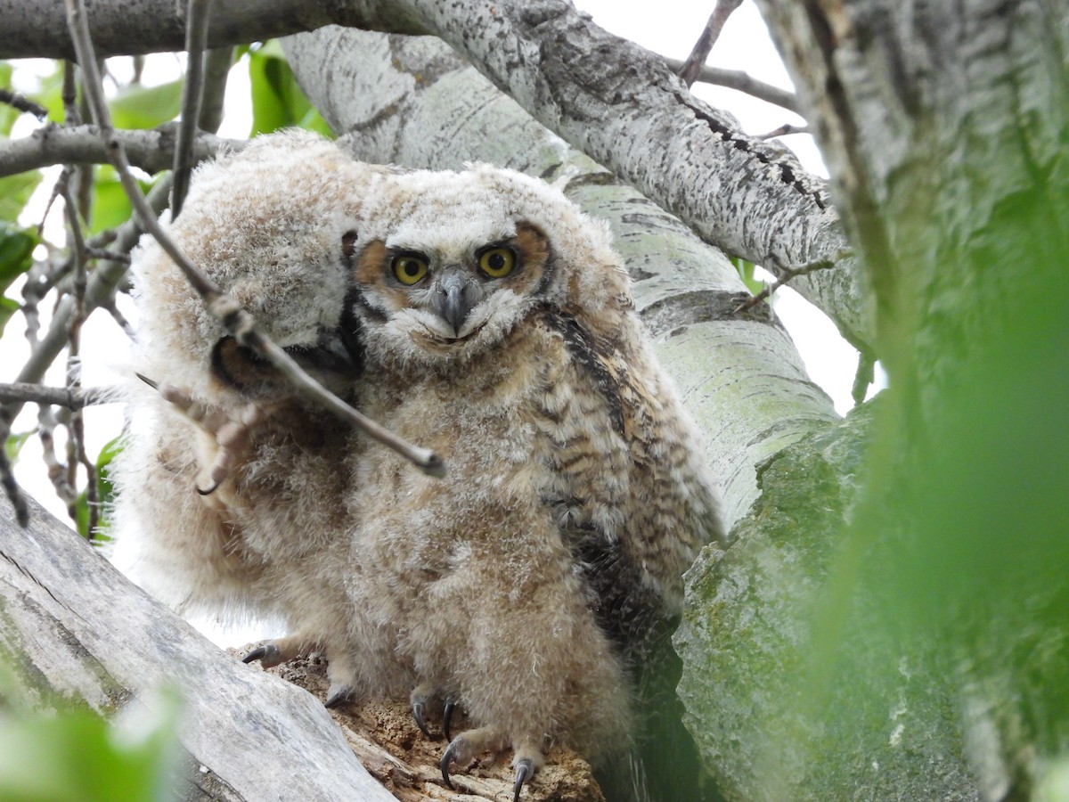 Great Horned Owl - ML619415901