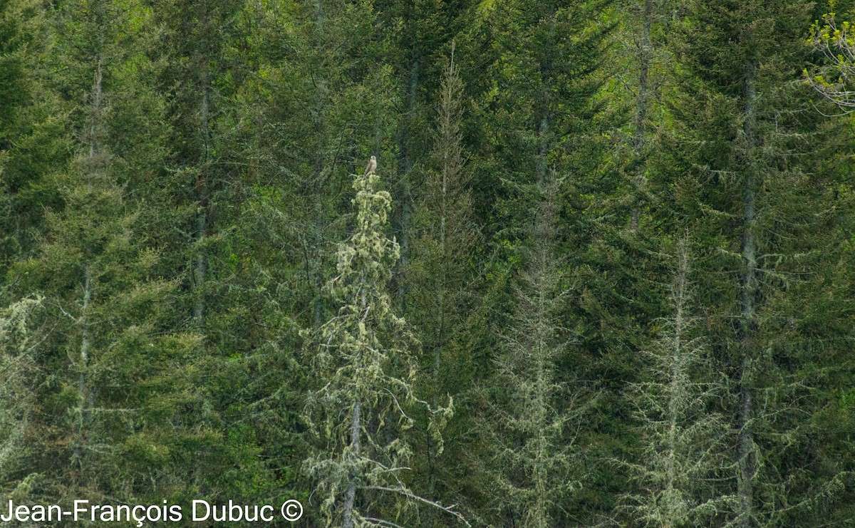 Merlin - ML619415902