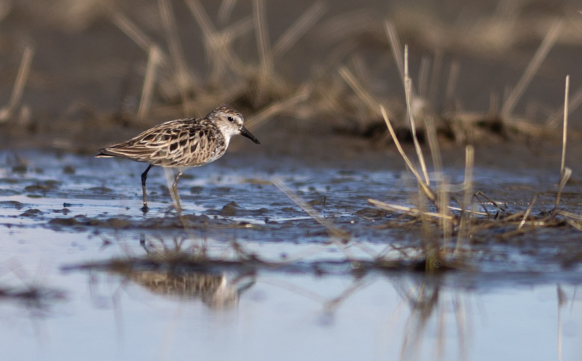 Semipalmated Sandpiper - Justin Saunders