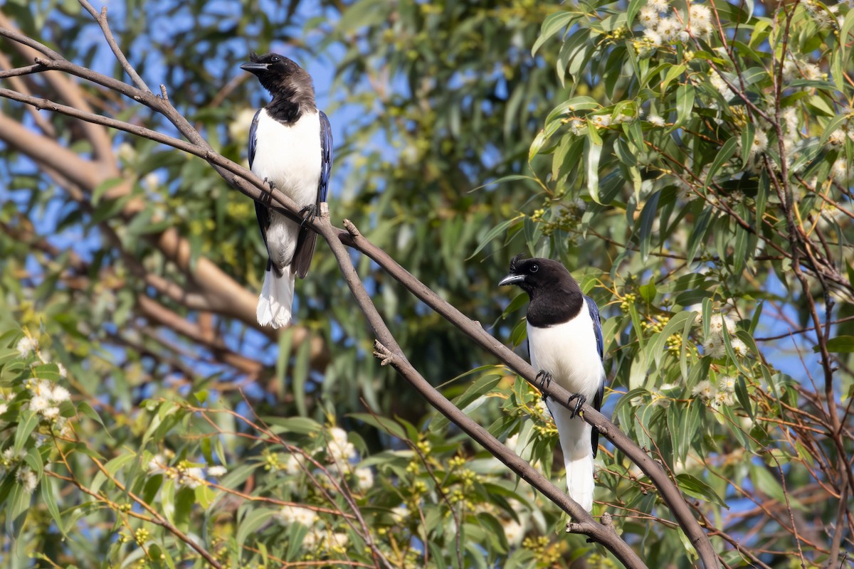 Curl-crested Jay - Katia Oliveira