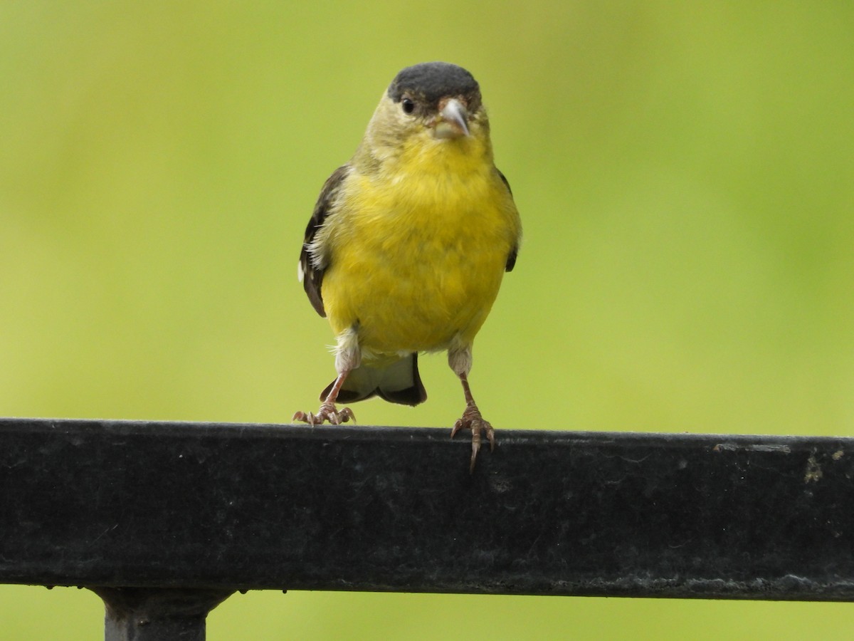 Lesser Goldfinch - ML619415914