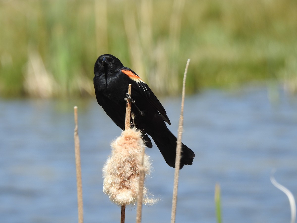 Red-winged Blackbird - Victoria Vosburg