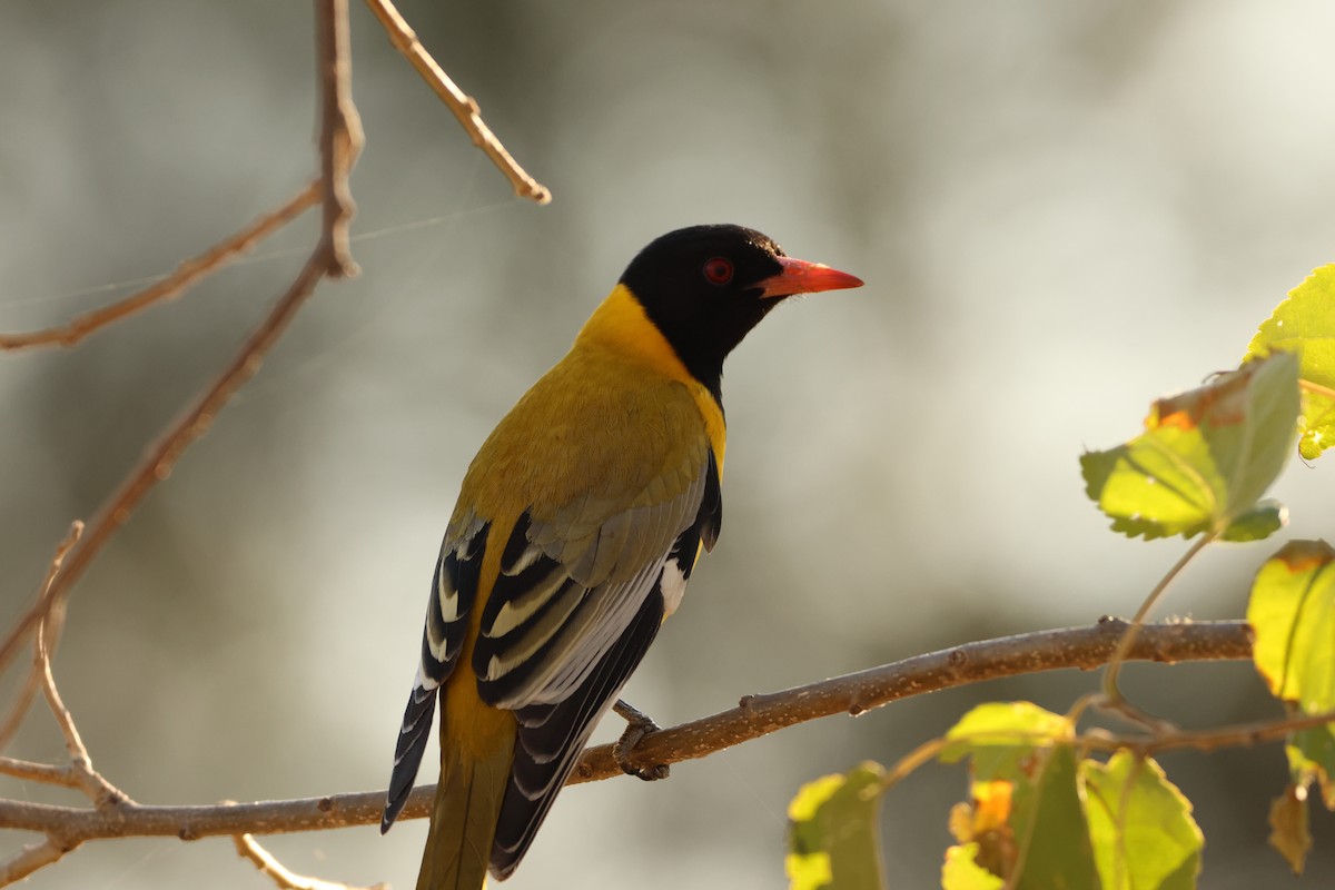 African Black-headed Oriole - ML619415919