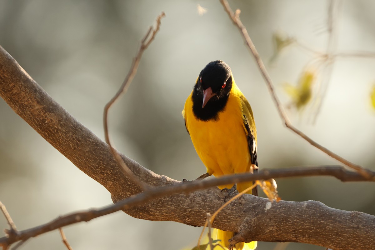 African Black-headed Oriole - ML619415920