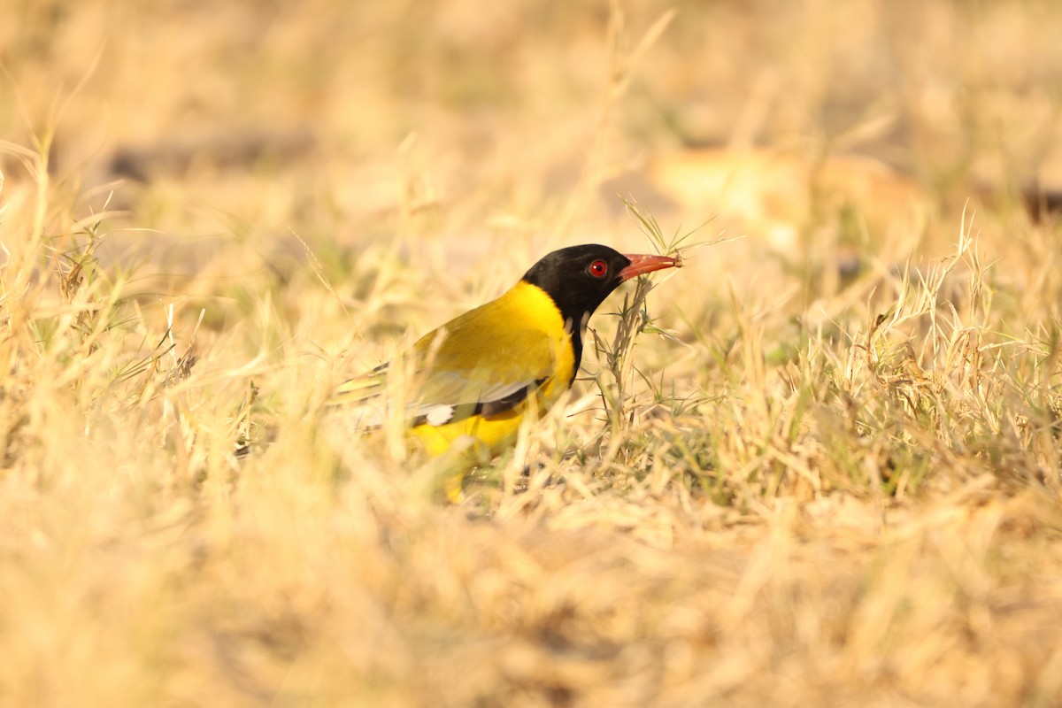 African Black-headed Oriole - ML619415921