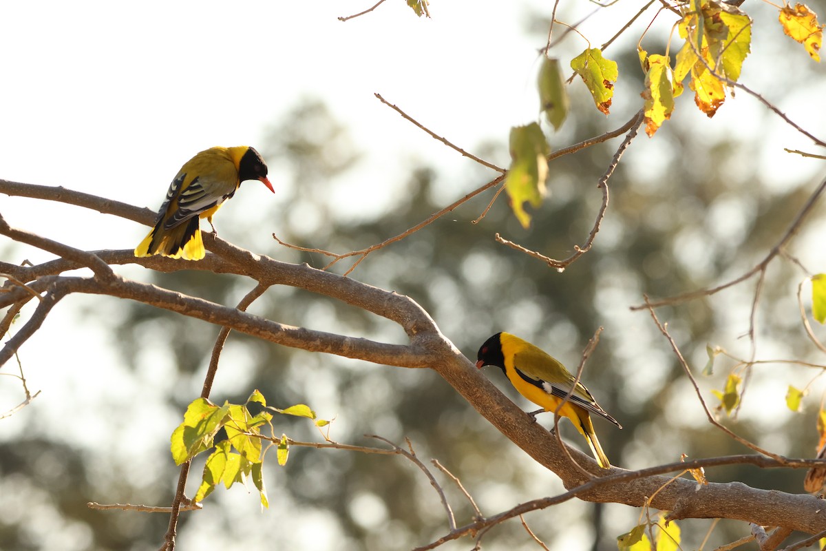 African Black-headed Oriole - ML619415922