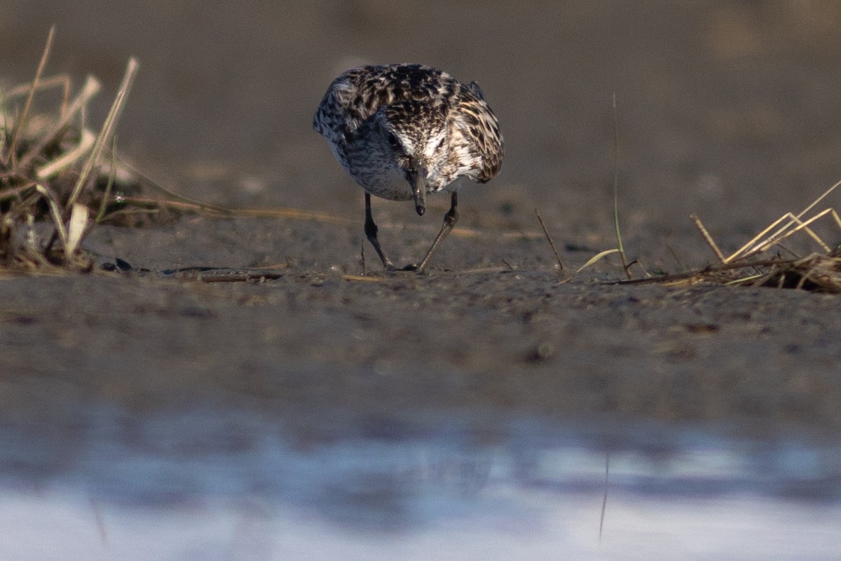 Semipalmated Sandpiper - ML619415923