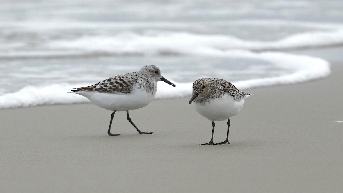 Sanderling - Sunil Thirkannad