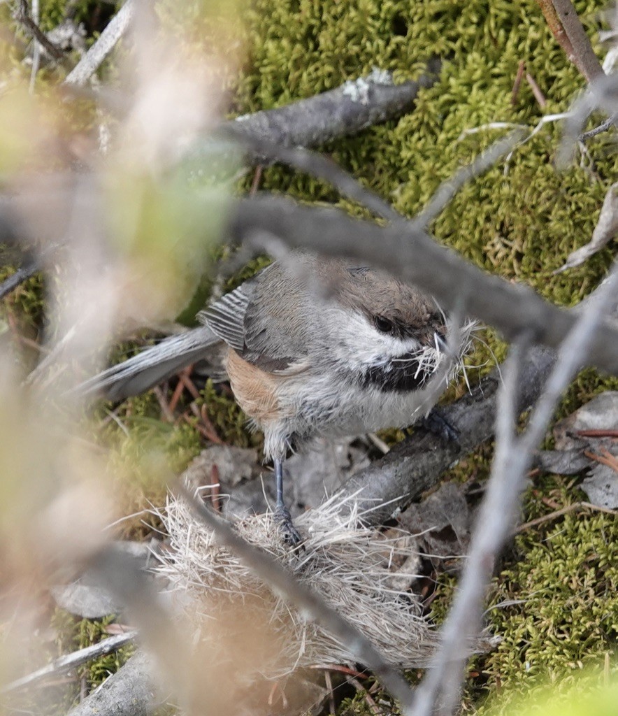 Mésange à tête brune - ML619415926