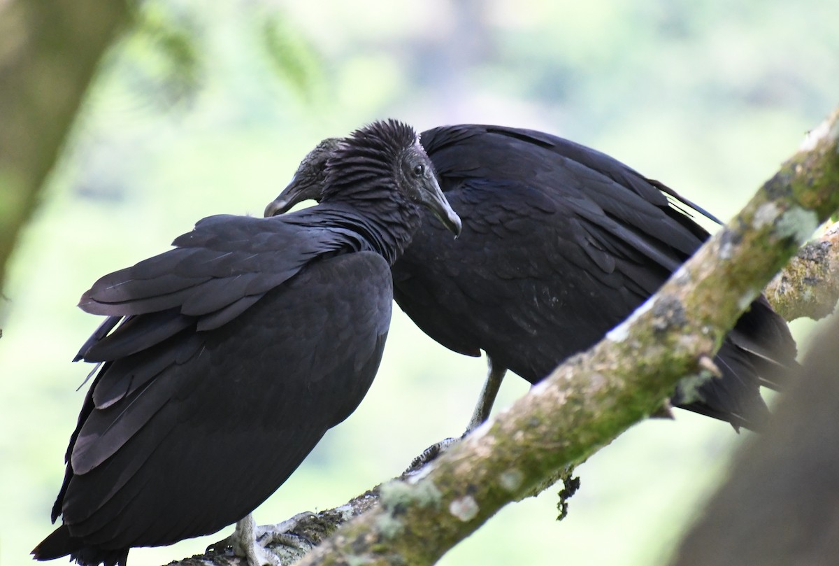 Black Vulture - Edward Clark