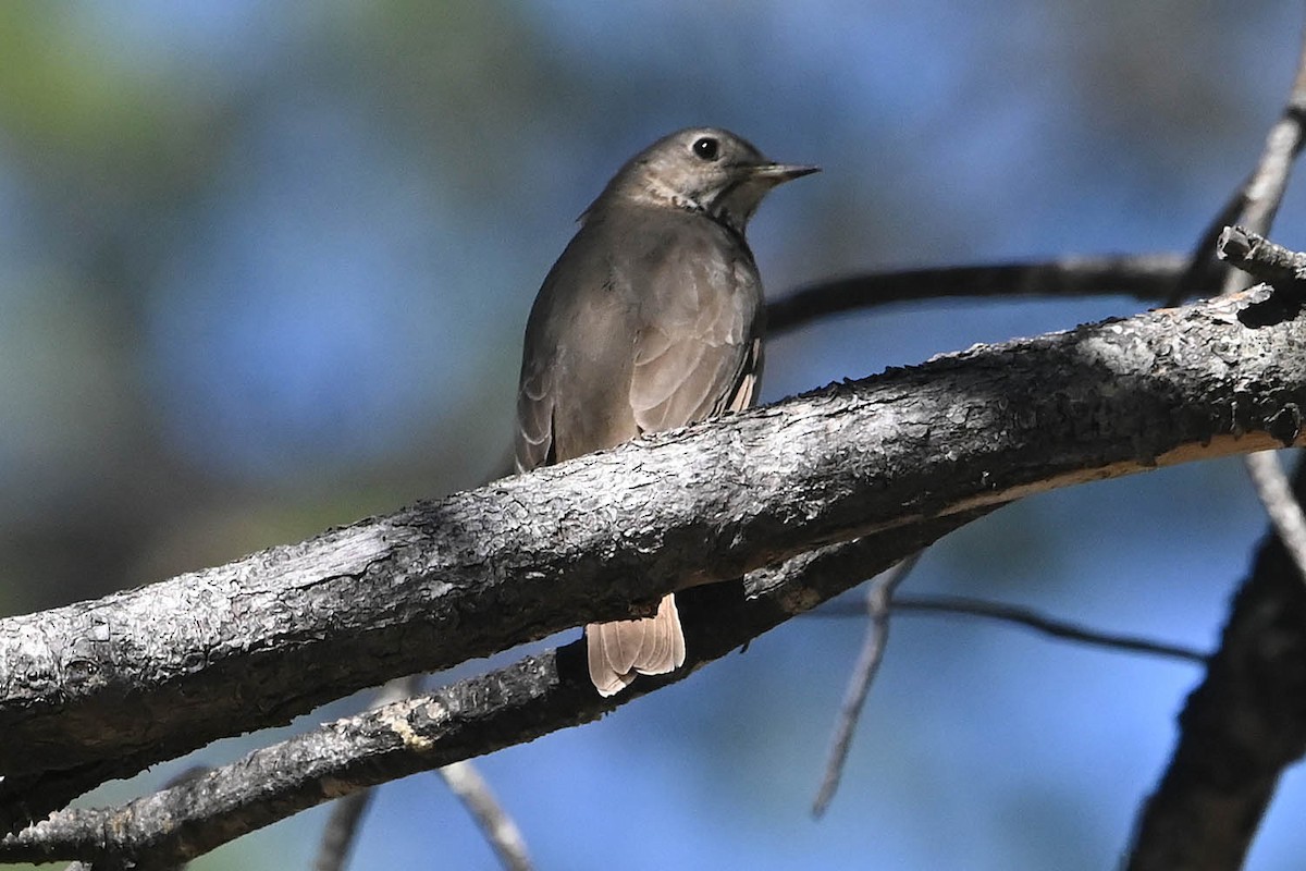 Hermit Thrush - ML619415931