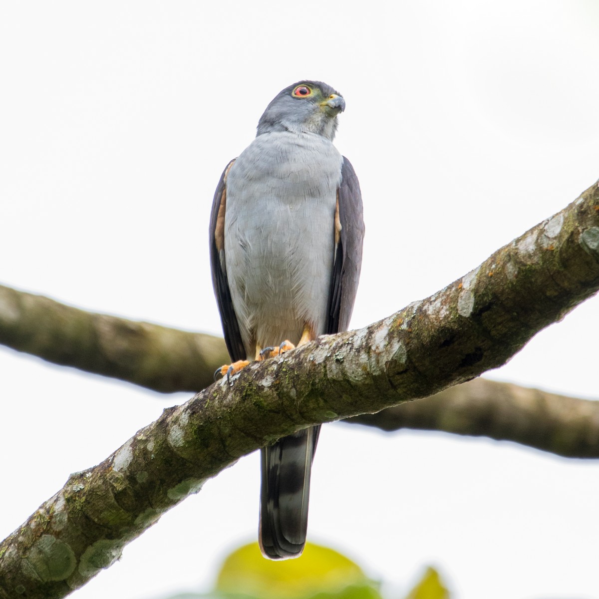 Rufous-thighed Kite - ML619415935