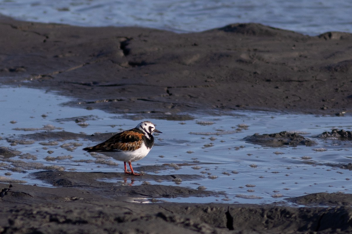 Ruddy Turnstone - ML619415946