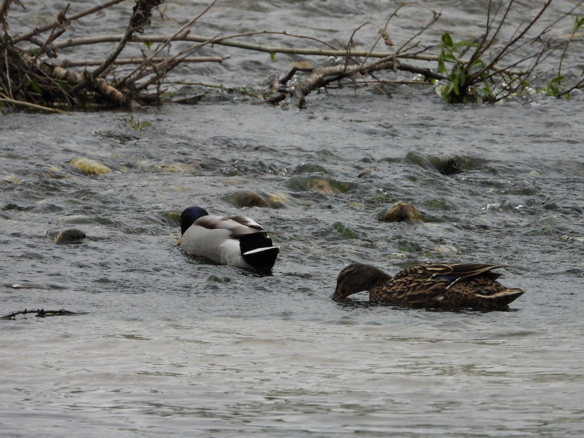 Canard colvert - ML619415956