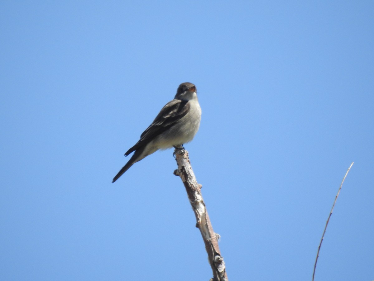 Western Wood-Pewee - Victoria Vosburg